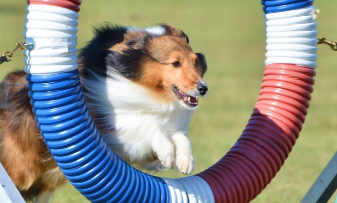 Shetland Sheepdog jumping through hoops in an agility course.