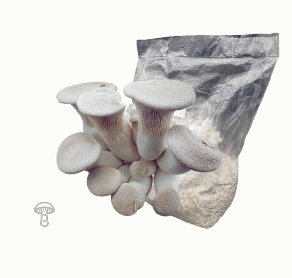 Grain Spawn (Colonized)