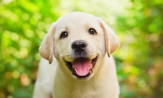 Happy white labrador puppy smiling at the camera