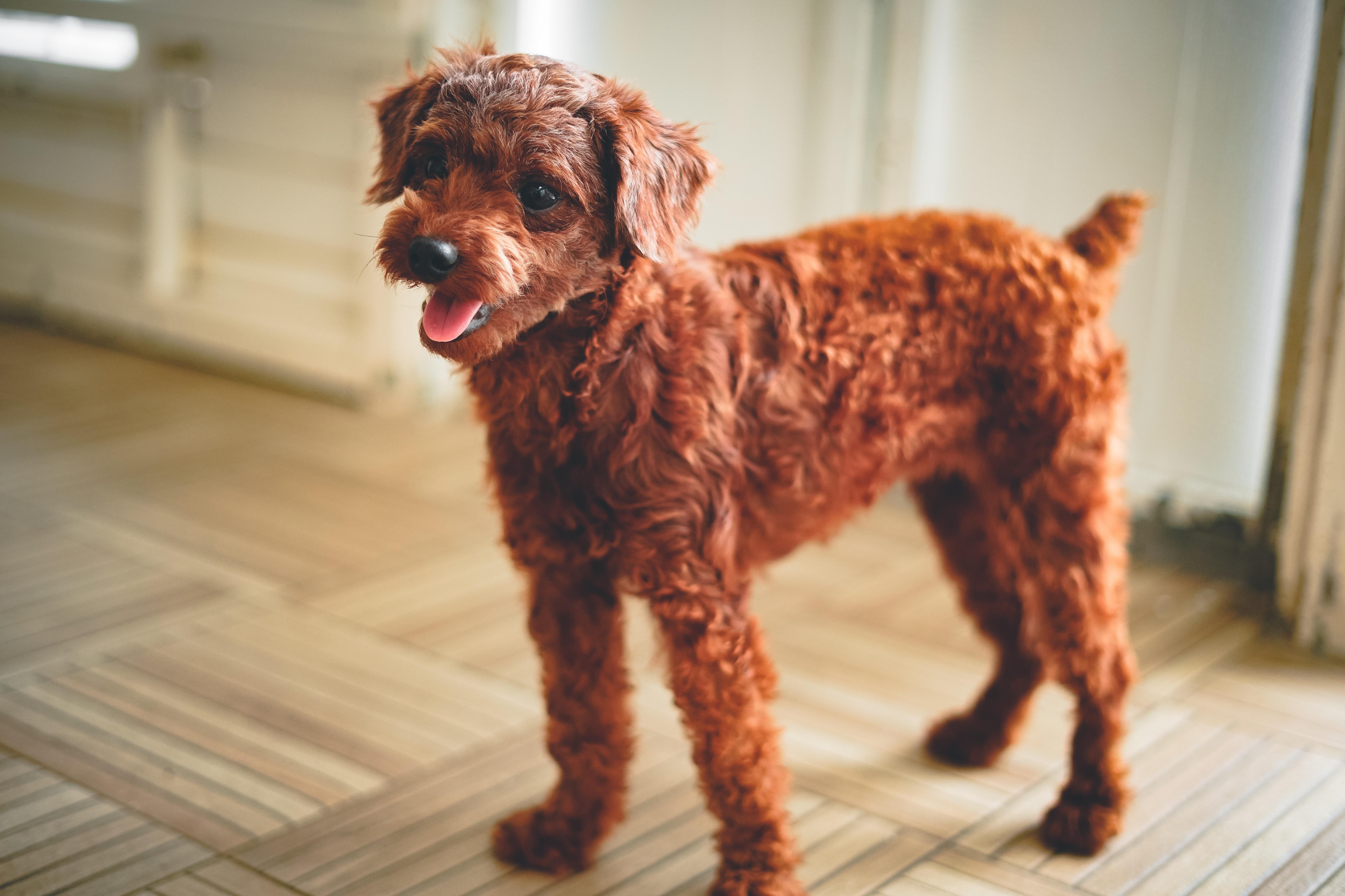 red toy poodle