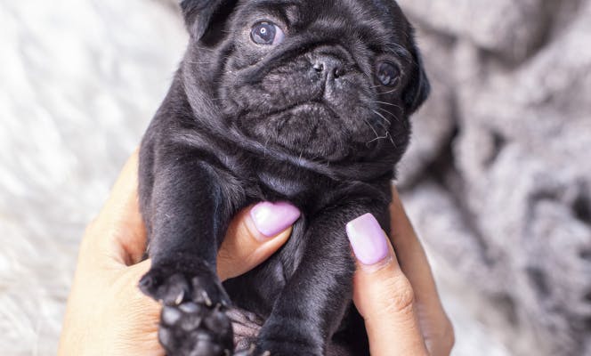 Tiny black Pug puppy being held by a woman. 