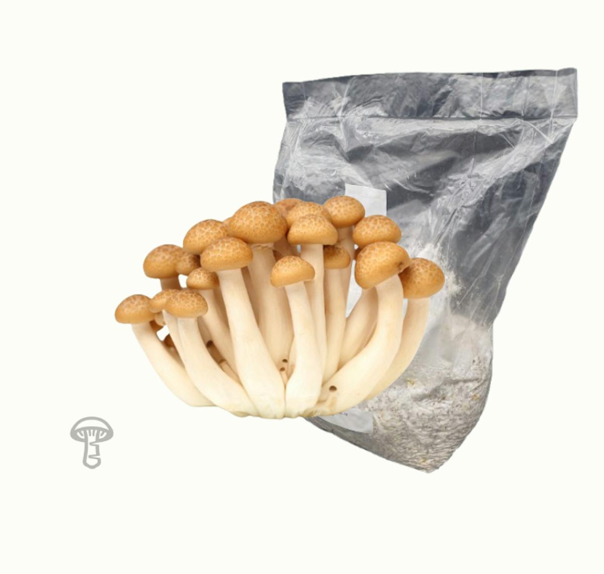 Beech Grain Spawn