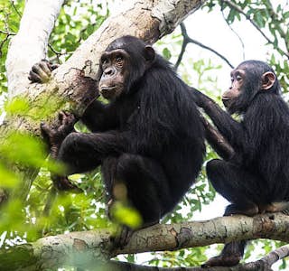 Safari Walk at Ngamba Chimpanzee Island Sanctuary's gallery image