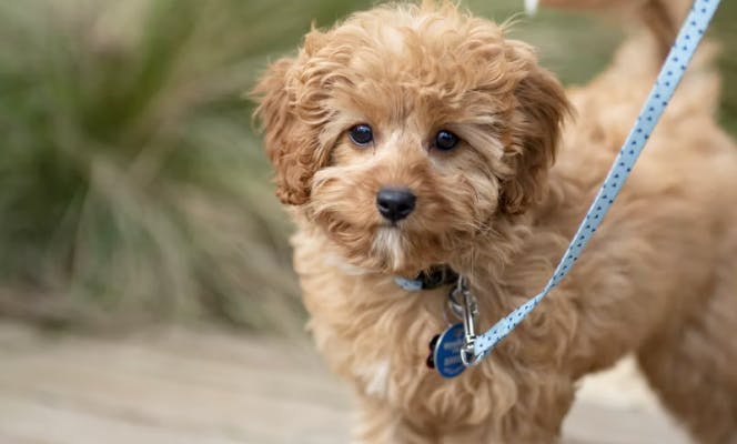 Maltipoo puppy being taken for a walk. 