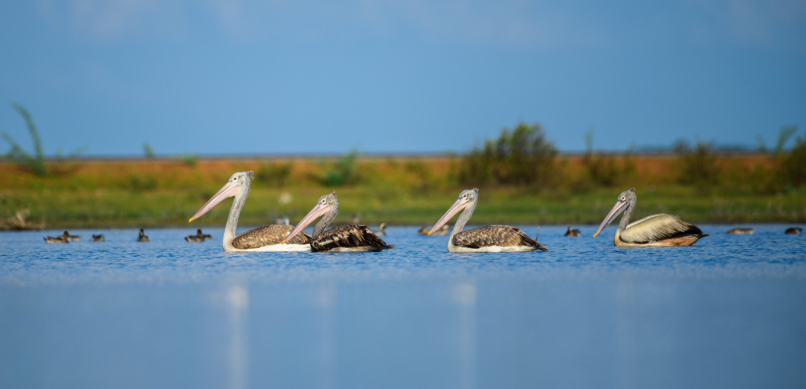 A-group-of-spot-billed-pelicans-in-Sri-Lanka---The-Holiday-People.png