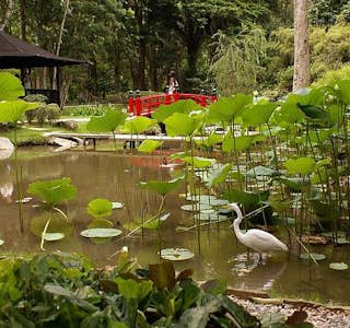 Botanical Garden Live Streaming's gallery image