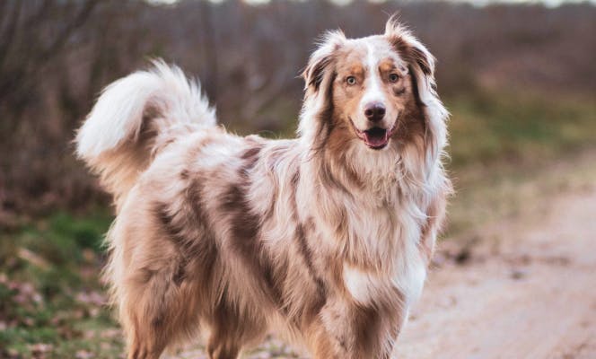 Energetic Australian Shepherd ready for a run.