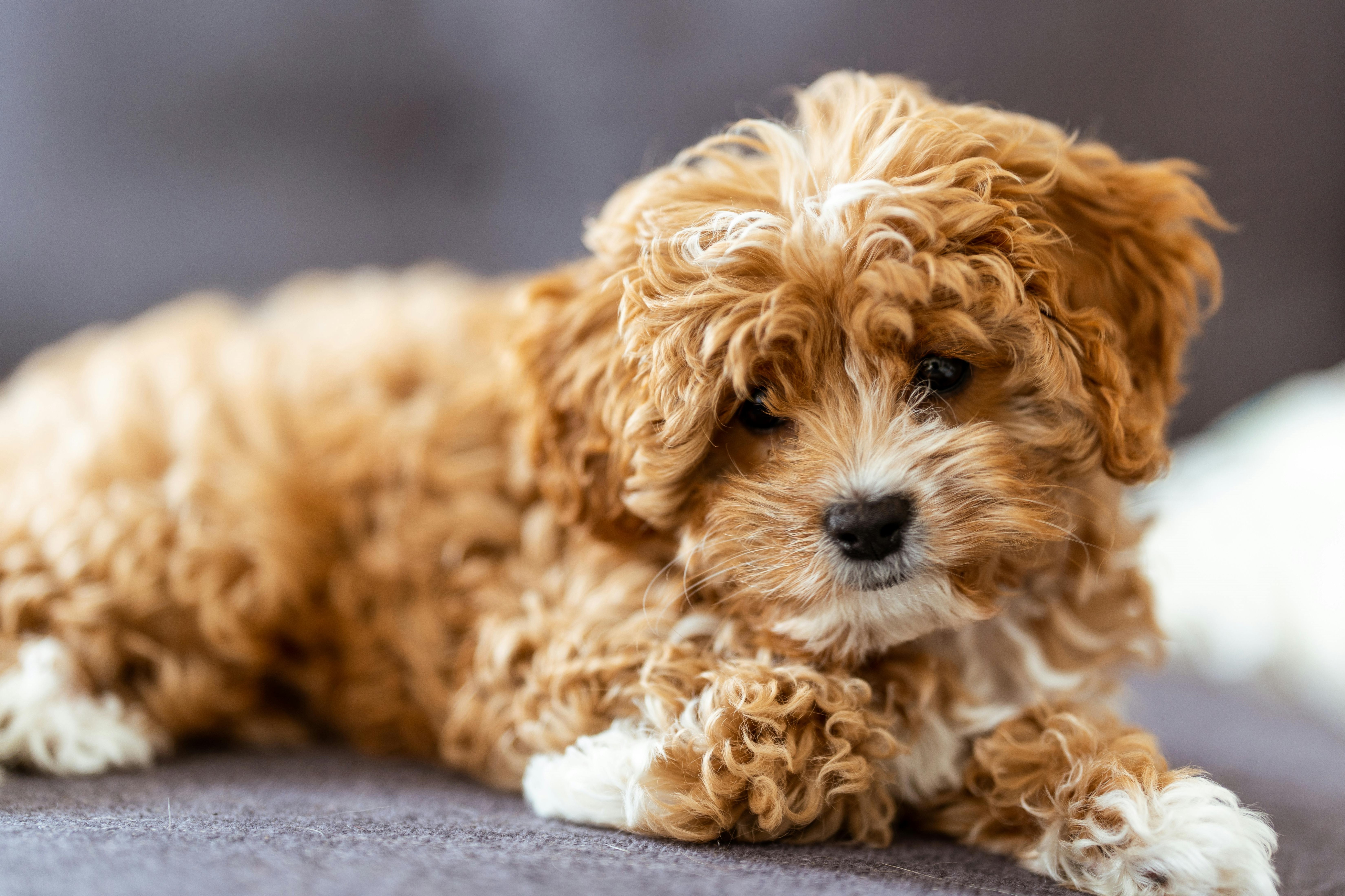 cavapoo puppy laying down