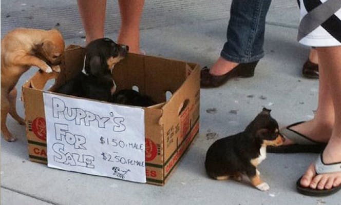 Puppies being sold out of a box in the street.