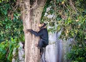Safari Walk at Ngamba Chimpanzee Island Sanctuary's thumbnail image