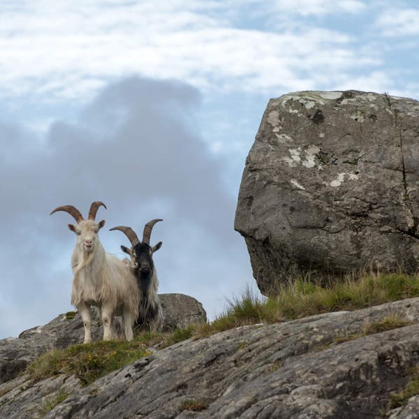 Ireland's Wild Atlantic Way Highlights's main gallery image