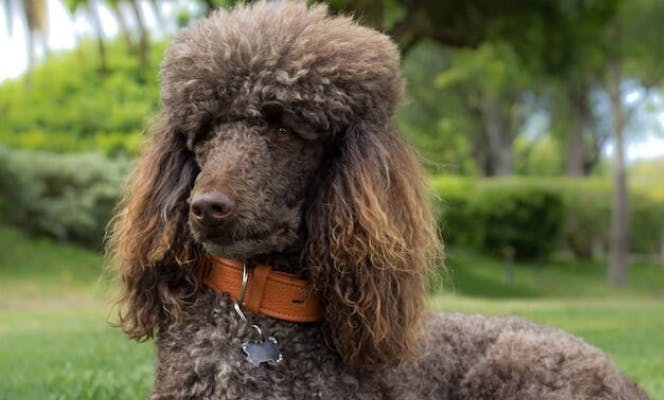 Brown Poodle dog staring into the distance. 