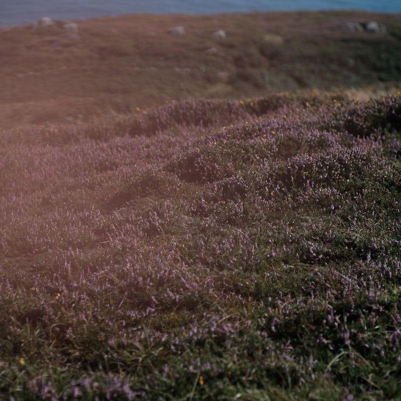 An fóidín mara: Trá Pháidín
