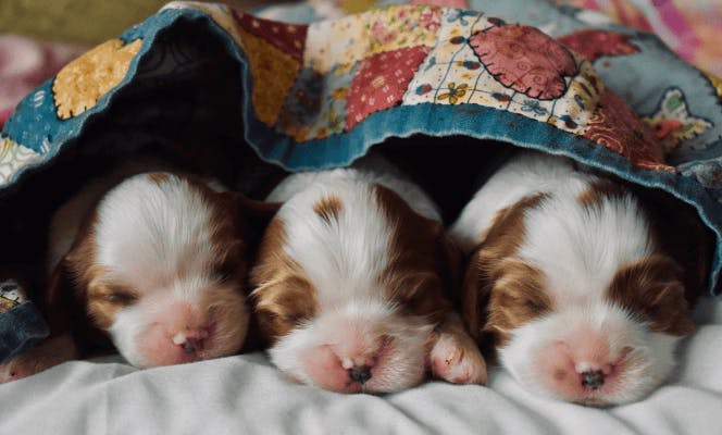 Newborn litter puppies cuddled and warm. 