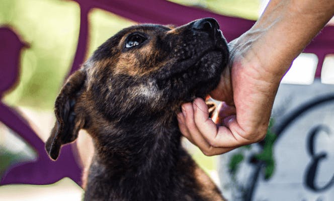 Mixed breed dog receiving cuddles from a man.  