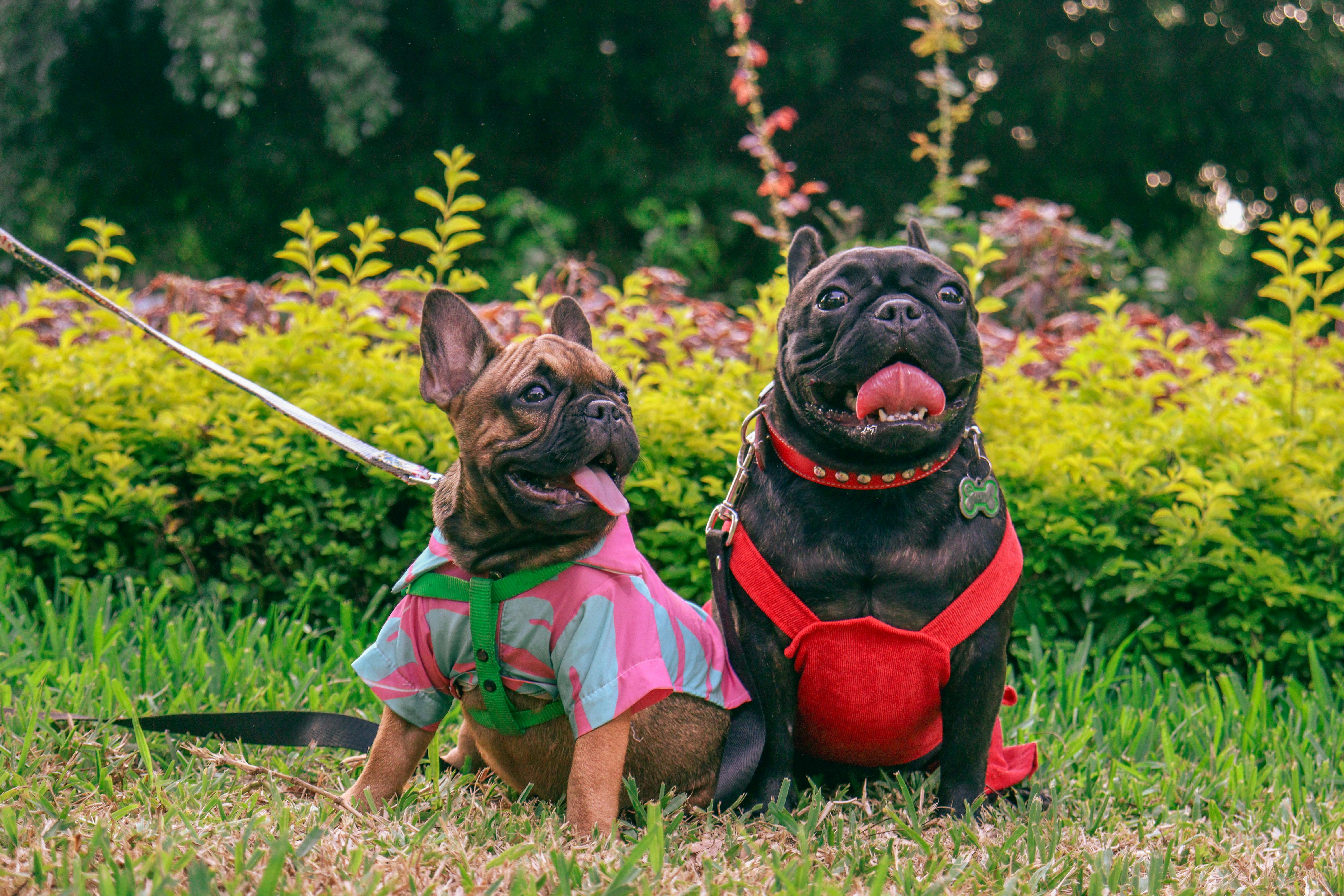 2 frenchies in clothing in a park