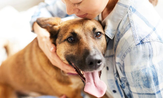 Woman hugging a Belgian Malinois puppy