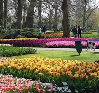 Tulips of the Magnificent Keukenhof Gardens's gallery image