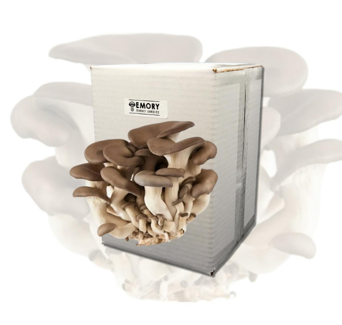 Black Pearl Oyster Mushroom Grow Kit