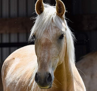 A Day at Dunrovin Ranch's gallery image