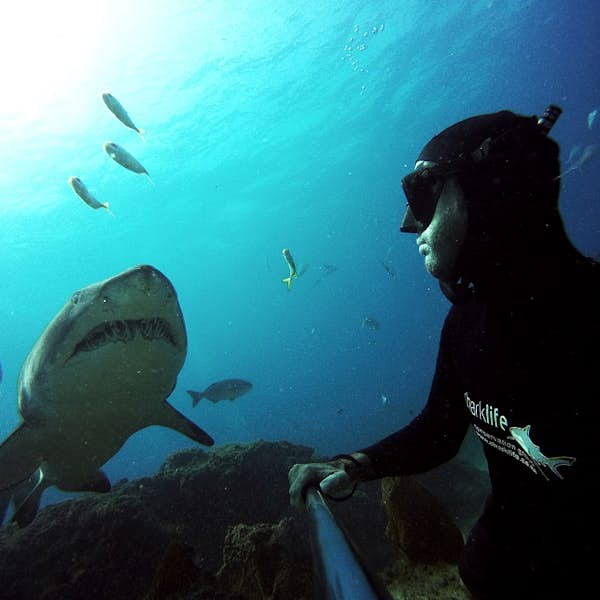 Why Sharks Don't Eat People's main gallery image