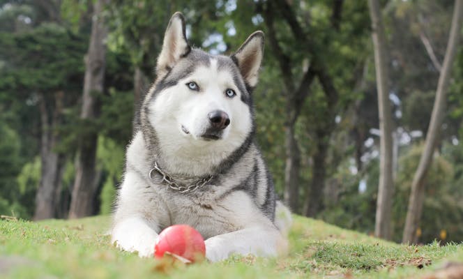 Active Siberian Husky ready for a game of fetch.