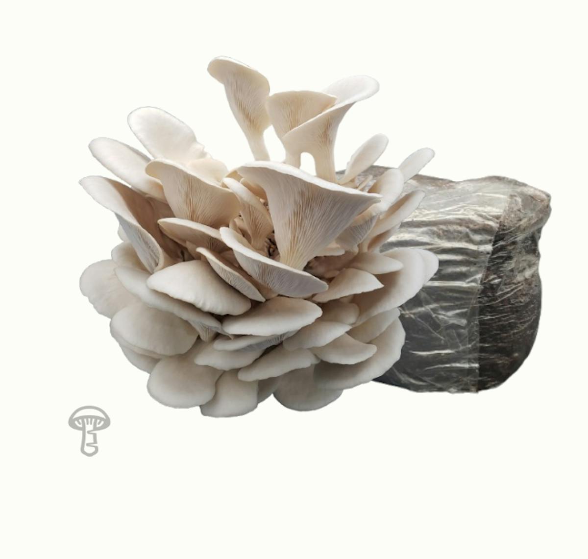 Pearl Oyster Fruiting Block (10 lb)
