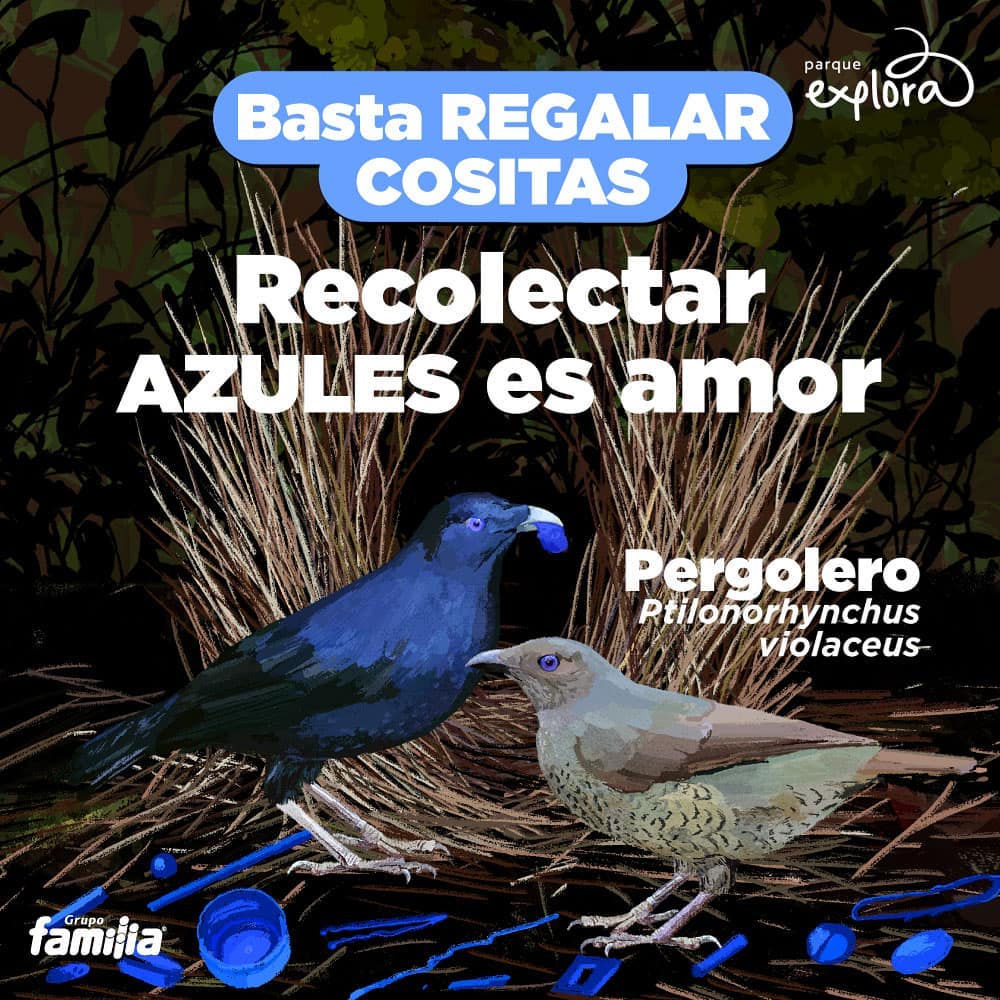 pajaro-pergolero.jpg