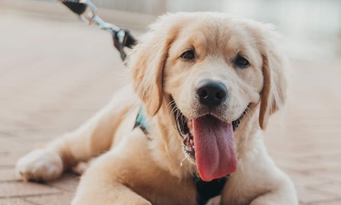 Golden Retriever pup talking a walk in the city. 