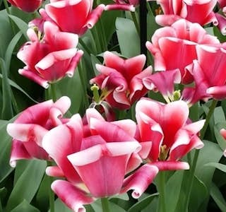 Tulips of the Magnificent Keukenhof Gardens's gallery image