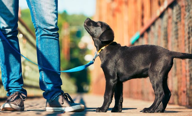 Black Labrador puppy paying attention to owner on a daily walk. 