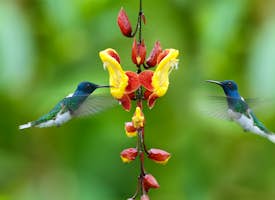 Hummingbirds of the Cloud Forest 's thumbnail image