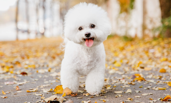 bichon frise.png