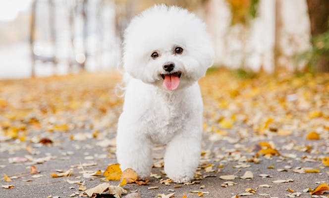 Smiling Bichon Frise in a street covered in leaves. 