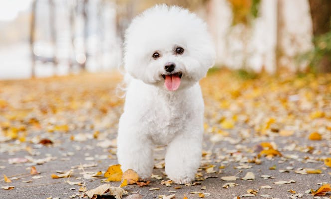 Smiling Bichon Frise in a street covered in leaves.