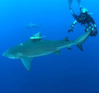 Why Sharks Don't Eat People's gallery image
