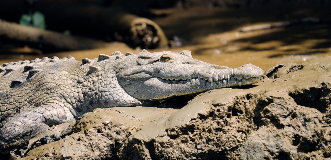 Crocodile-resting-on-a-muddy-riverbank-in-Costa-Rica---The-Holiday-People.png