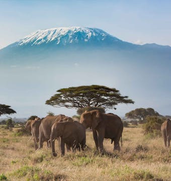 Kilimanjaro Lemosho Hike - 8 Days