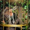 In the dance cage, savage performances take place!