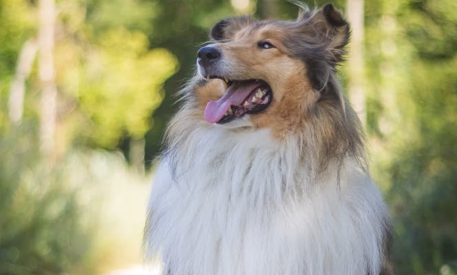 Collie dog looking to the side with a smile and its tongue out. 