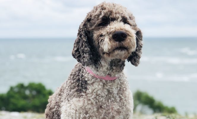 Lovely Poodle sitting for the camera.