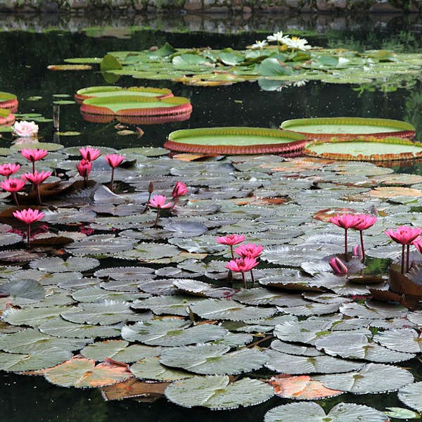 Jardin Botanique de Rio's main gallery image