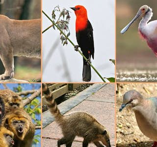 Be Entertained by a Detailed and Comprehensive Introduction to Argentina's gallery image