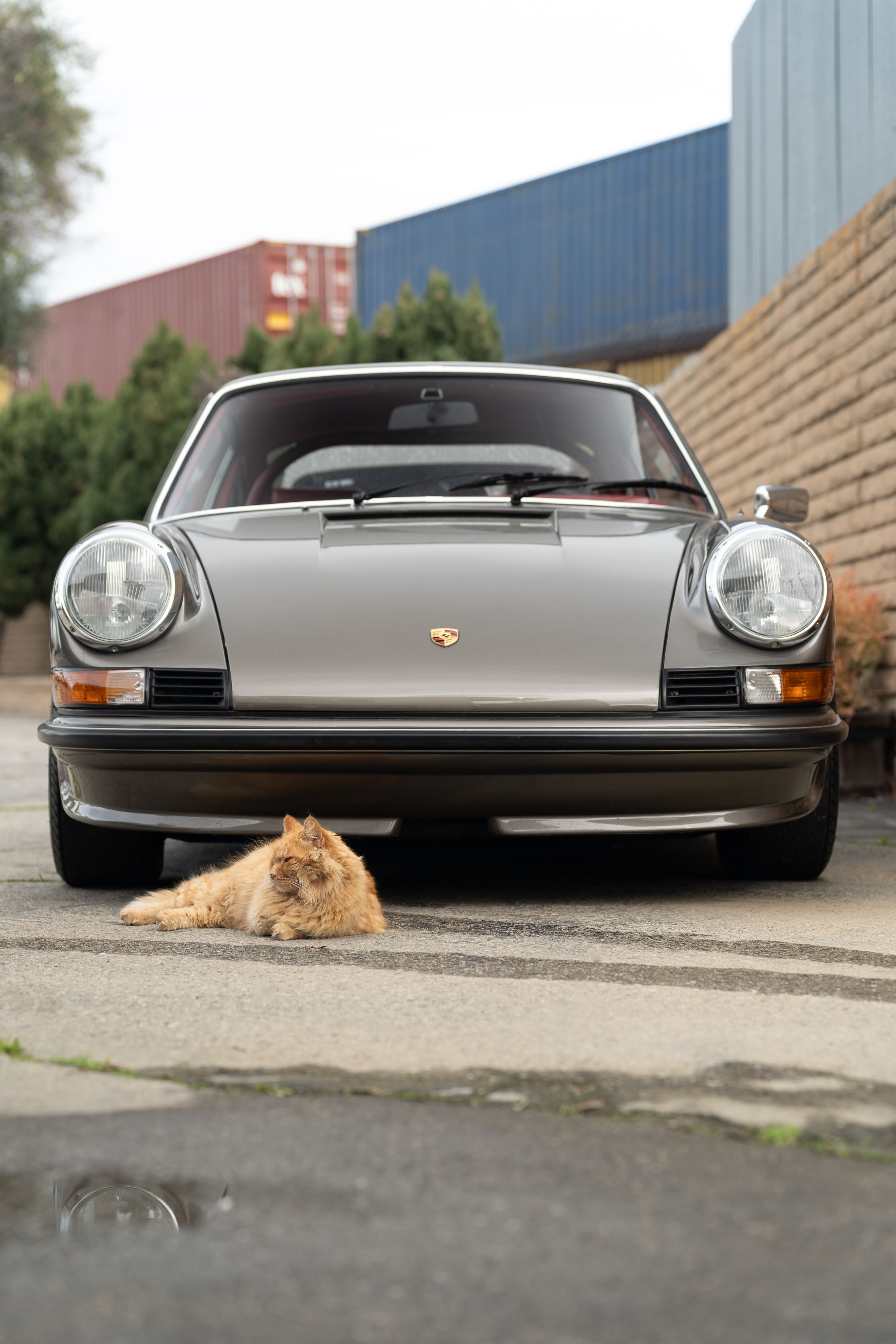 Orange tabby cat in front of a 911 at Callas Rennsport.