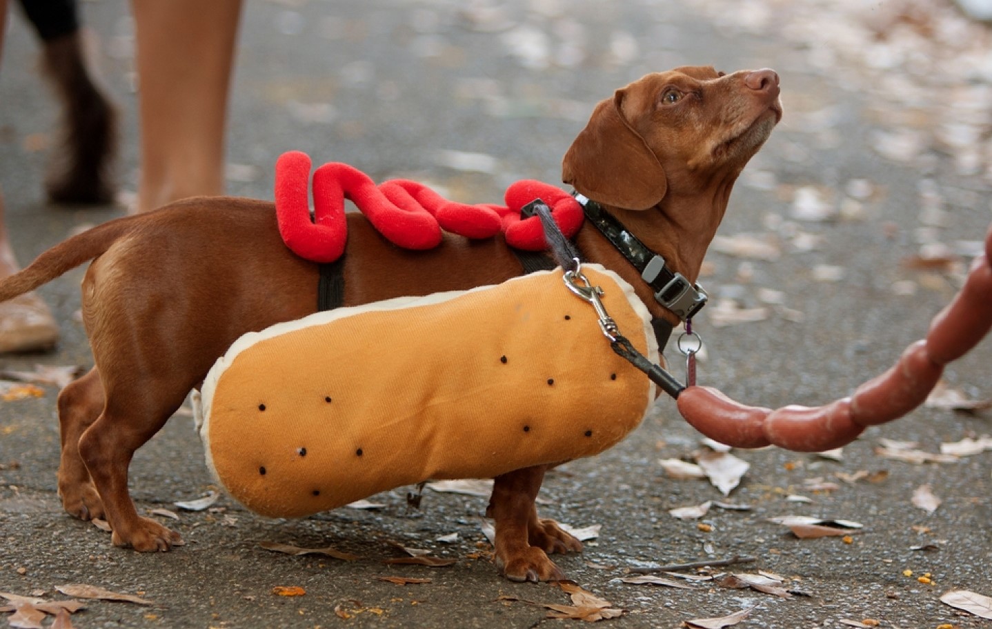 dachshund dog in a hot dog costume