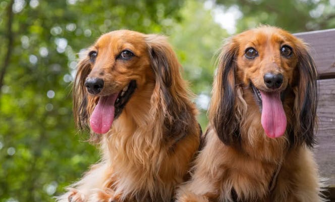 Two long haired Dachshund puppies enjoying a day at the park. 