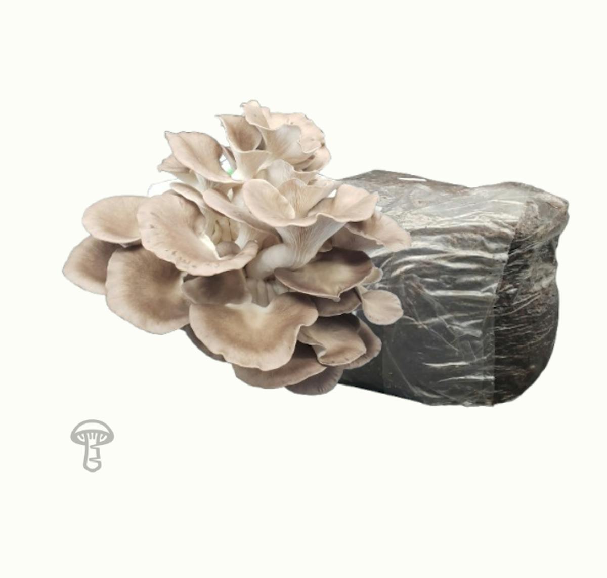 True Italian Oyster Fruiting Block (10 lb)