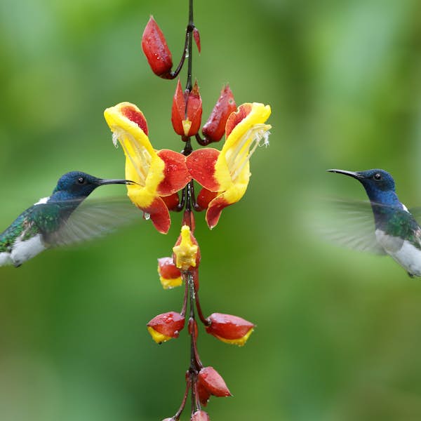Hummingbirds of the Cloud Forest 's main gallery image
