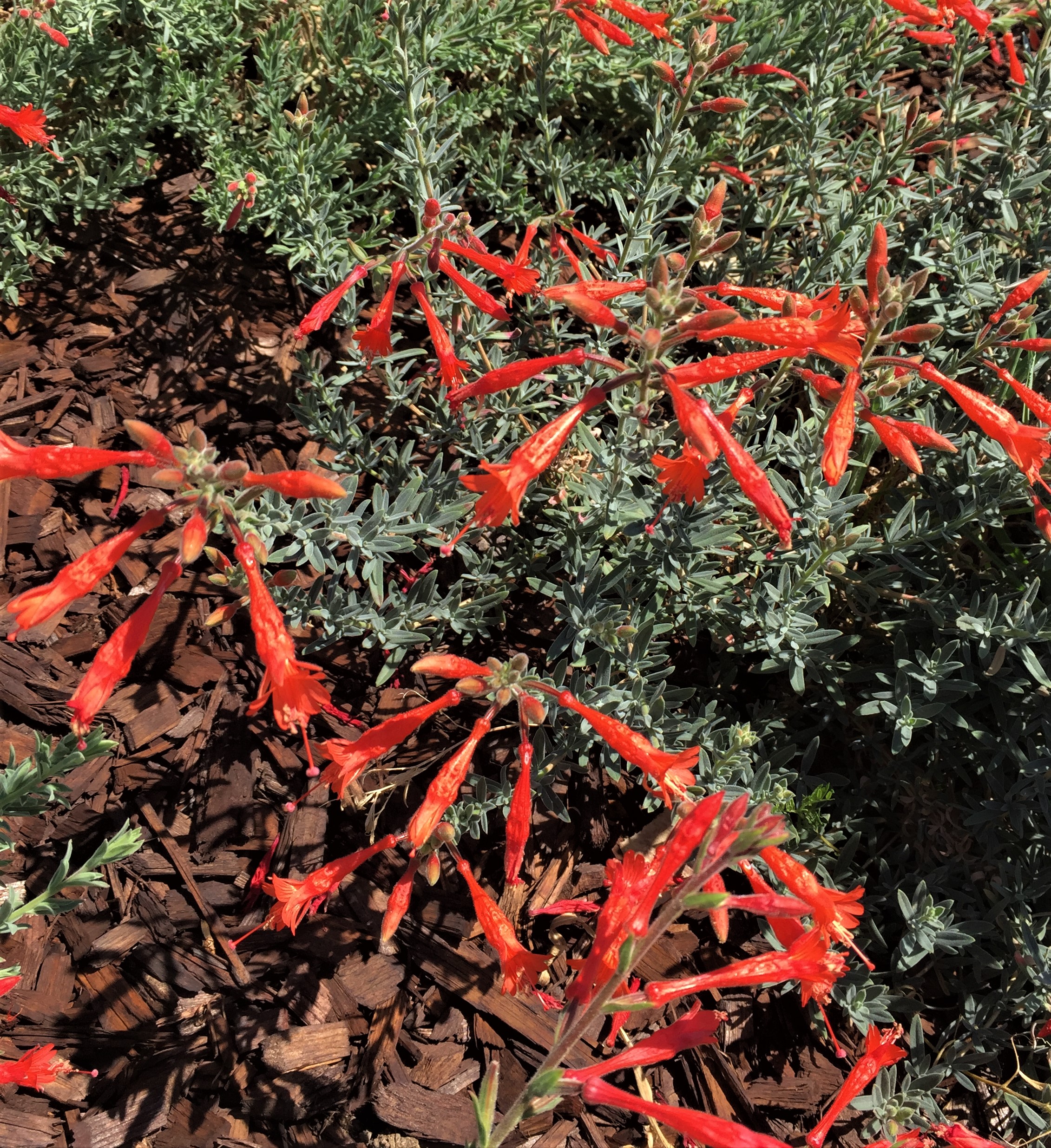 California Fuchsia wide angle