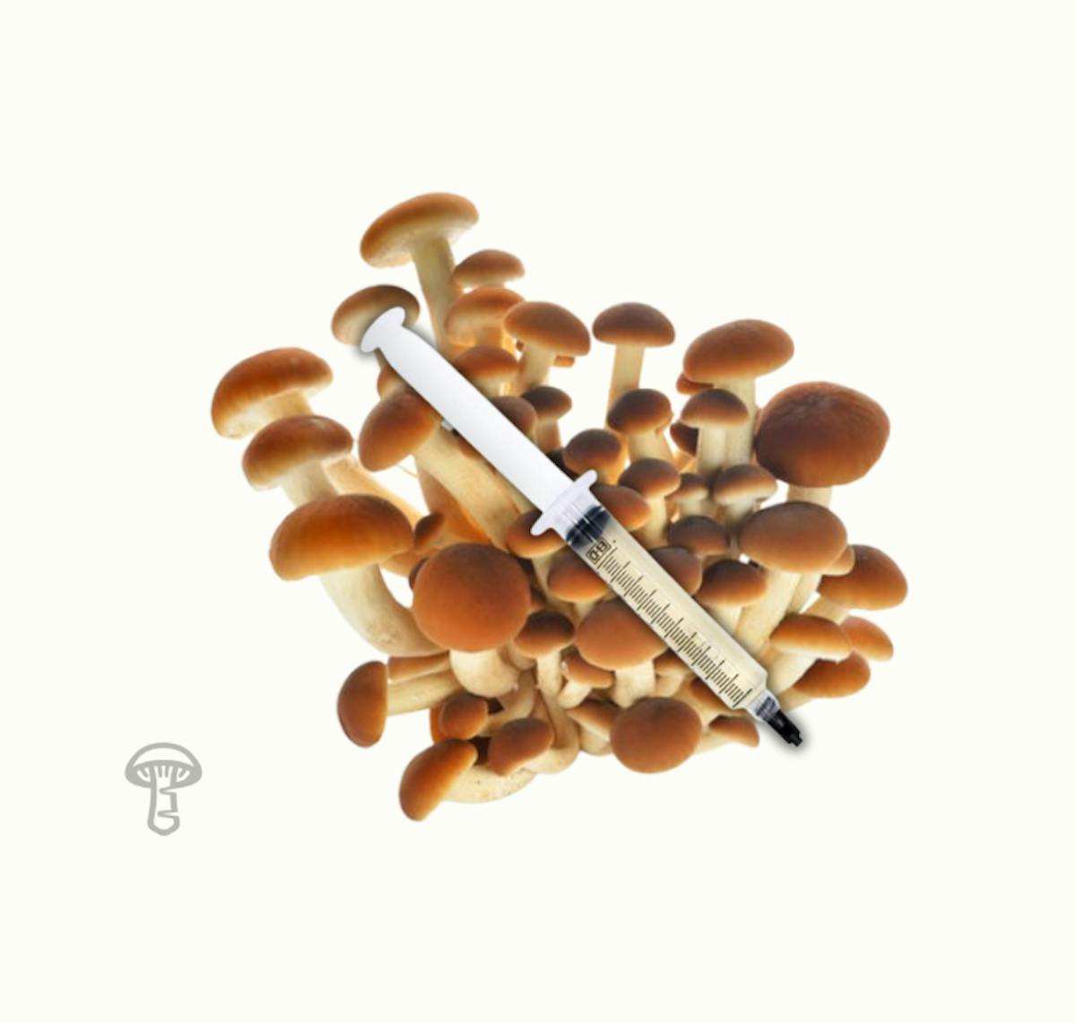 Pioppino Mushroom Liquid Culture